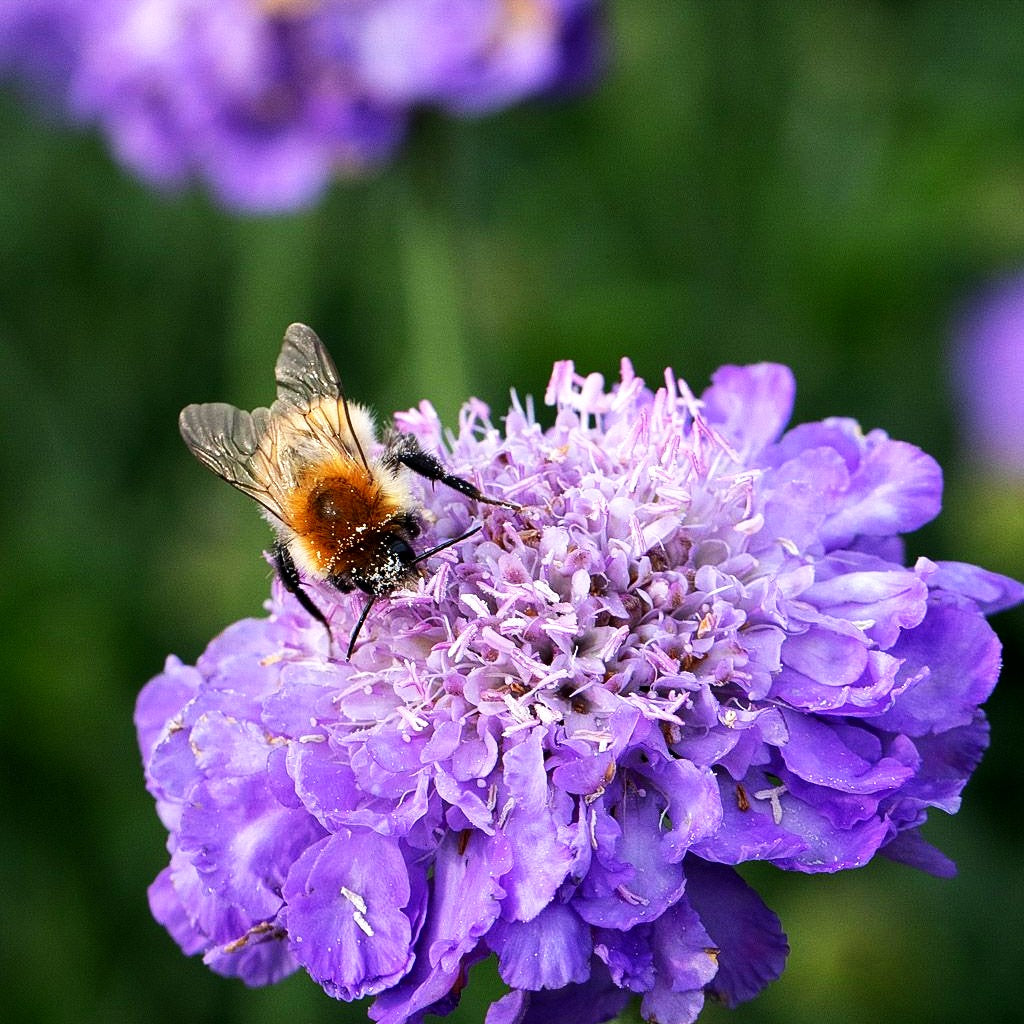 Tauben-Skabiose 'Mariposa Blue' (Scabiosa columbaria)