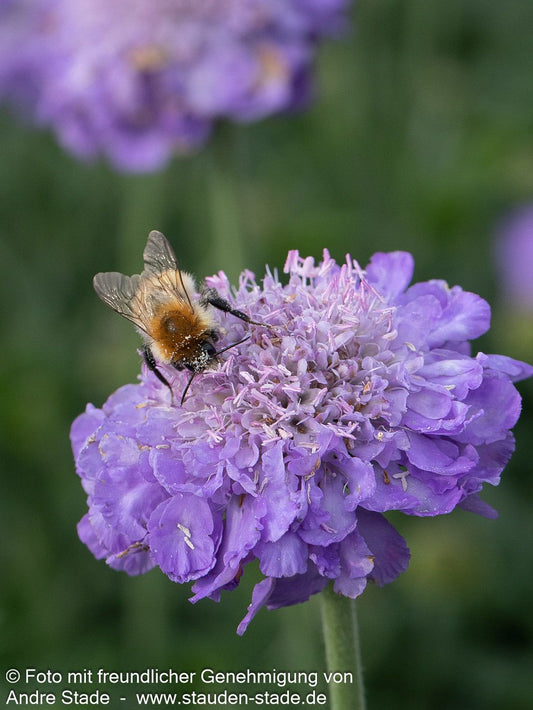 Tauben-Skabiose 'Mariposa Blue' (Scabiosa columbaria)
