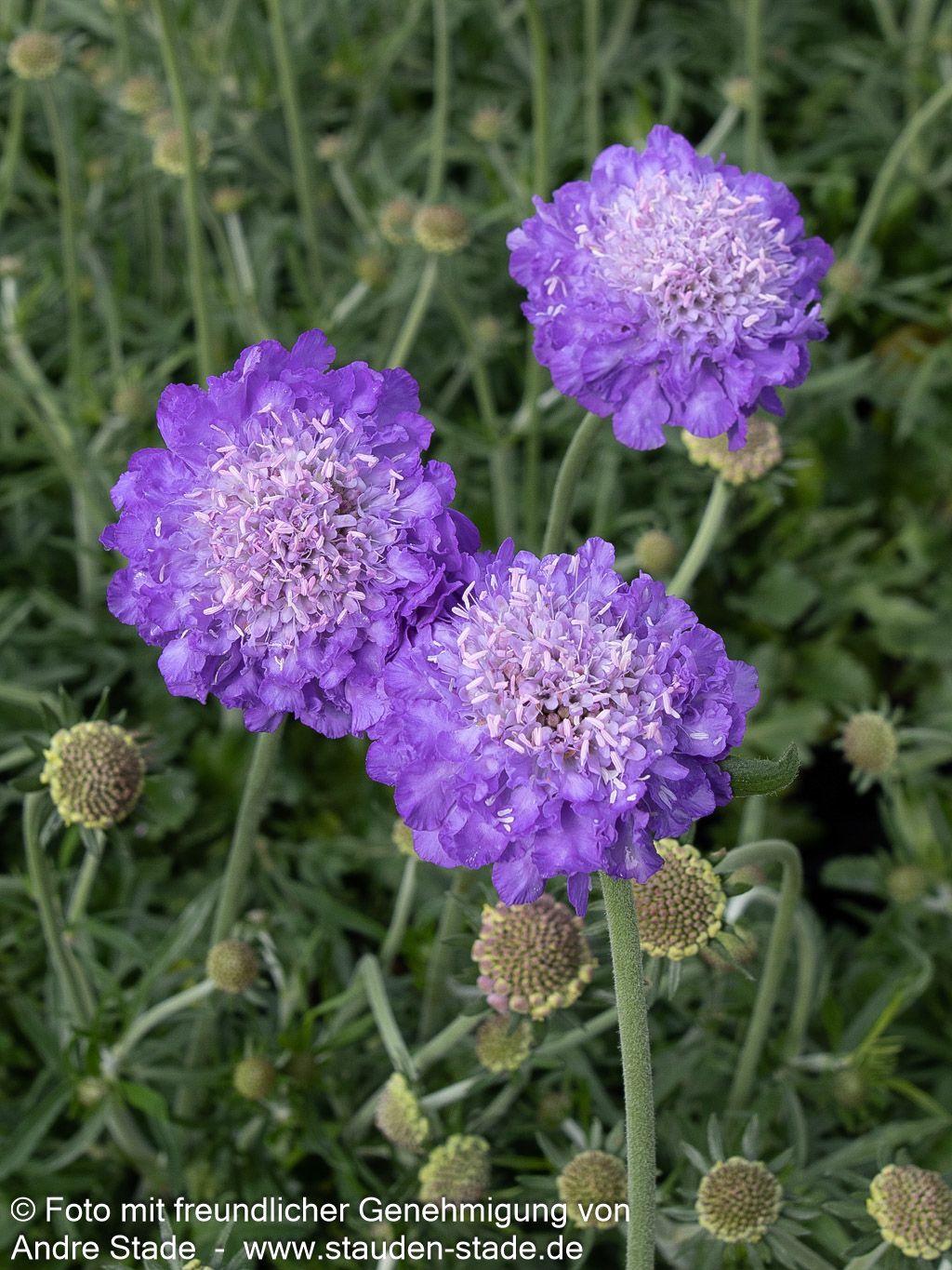 Tauben-Skabiose 'Mariposa Blue' (Scabiosa columbaria)