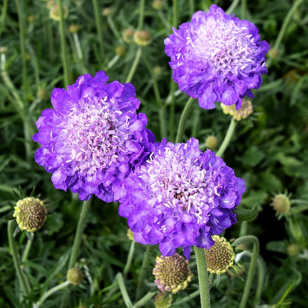 Tauben-Skabiose 'Mariposa Blue' (Scabiosa columbaria)