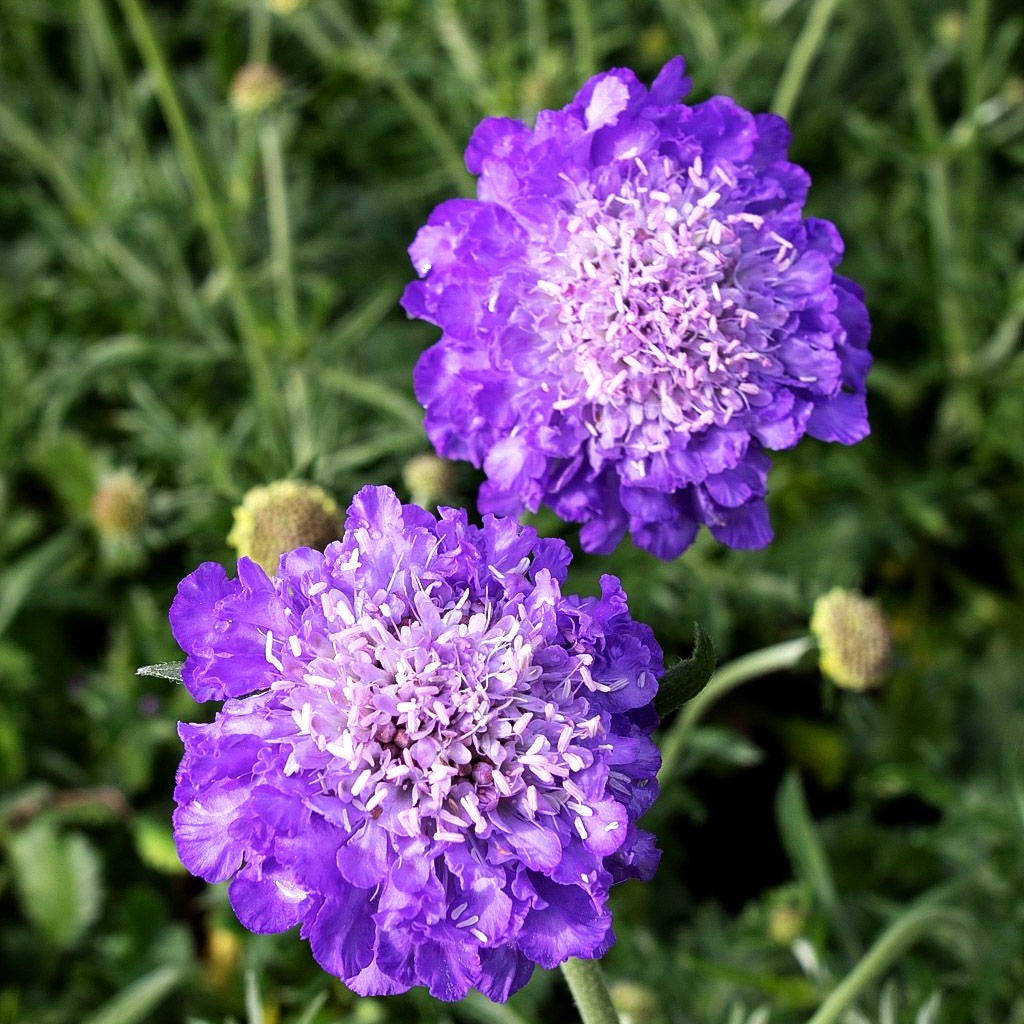 Tauben-Skabiose 'Mariposa Blue' (Scabiosa columbaria)