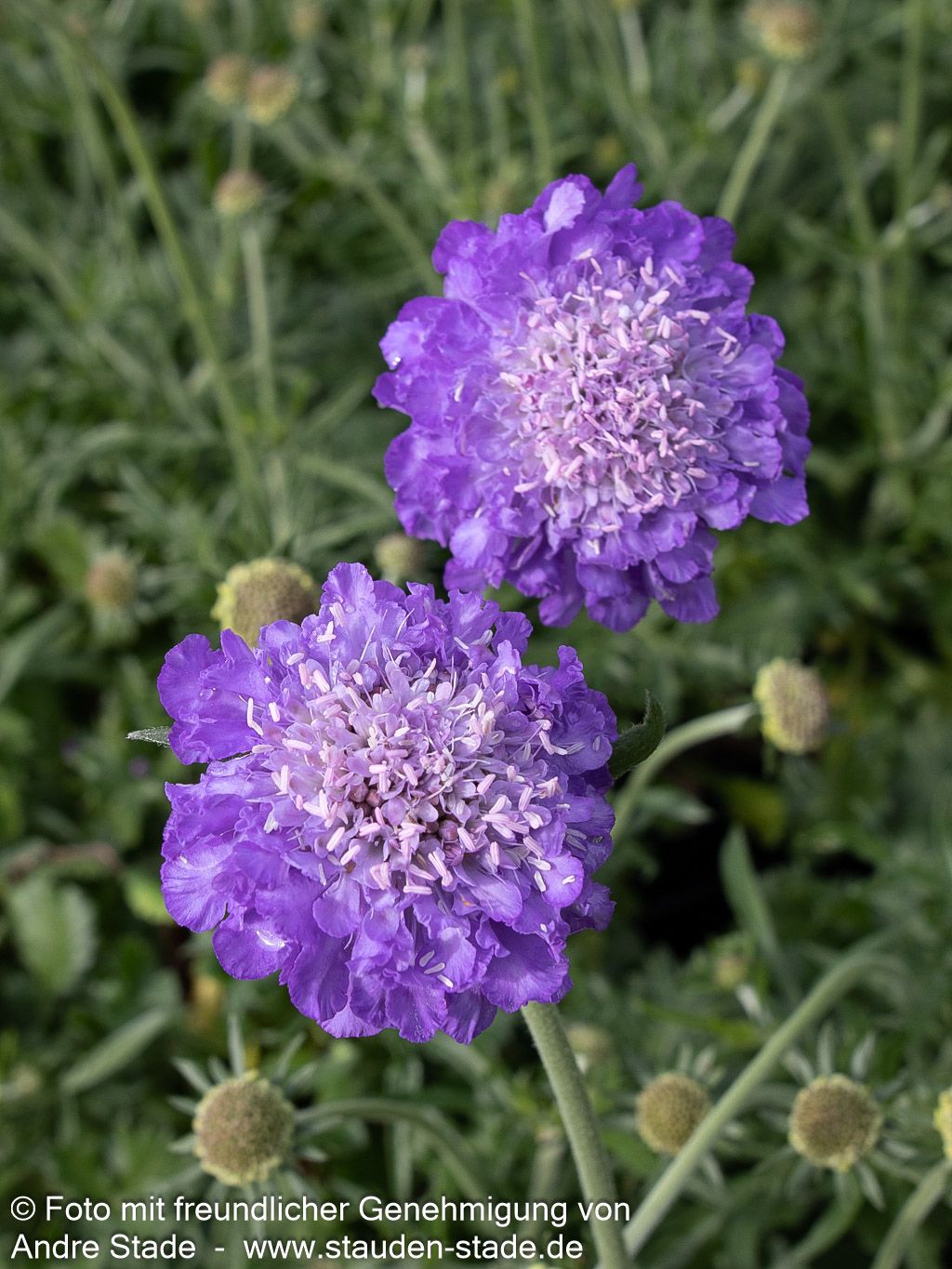 Tauben-Skabiose 'Mariposa Blue' (Scabiosa columbaria)
