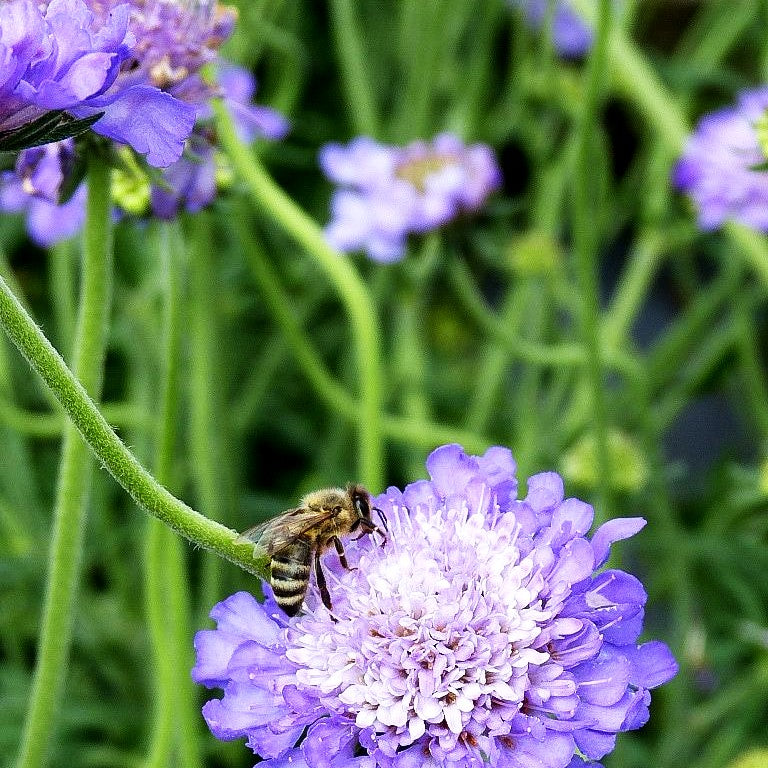 Tauben-Skabiose 'Mariposa Blue' (Scabiosa columbaria)