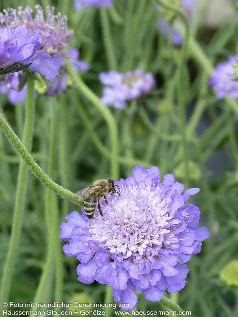 Tauben-Skabiose 'Mariposa Blue' (Scabiosa columbaria)