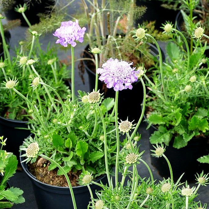 Tauben-Skabiose 'Mariposa Blue' (Scabiosa columbaria)