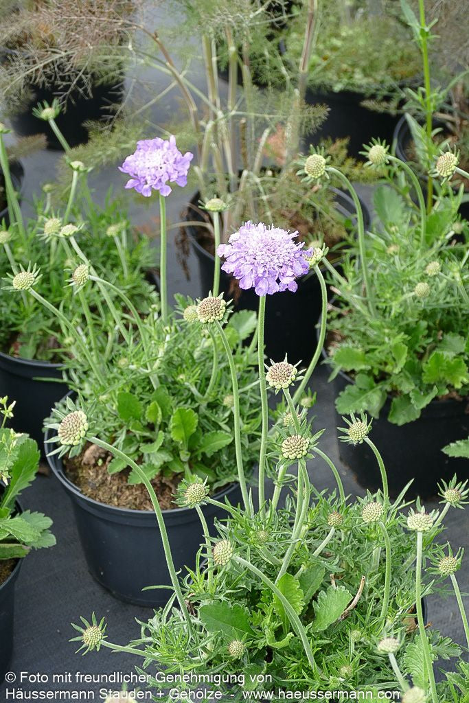 Tauben-Skabiose 'Mariposa Blue' (Scabiosa columbaria)