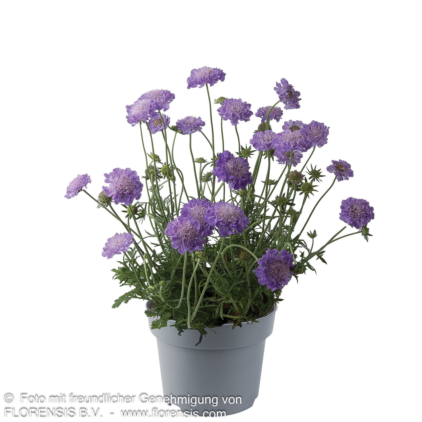 Tauben-Skabiose 'Mariposa Blue' (Scabiosa columbaria)