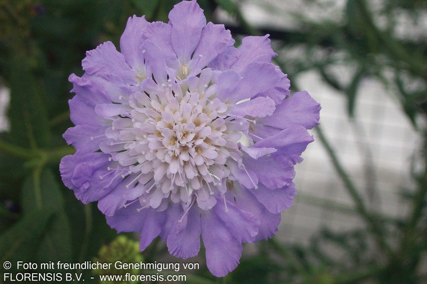 Tauben-Skabiose 'Mariposa Blue' (Scabiosa columbaria)