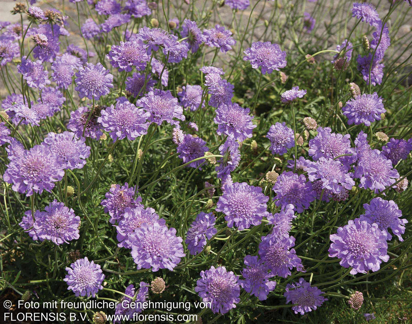 Tauben-Skabiose 'Mariposa Blue' (Scabiosa columbaria)