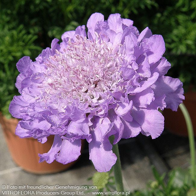 Tauben-Skabiose 'Mariposa Blue' (Scabiosa columbaria)