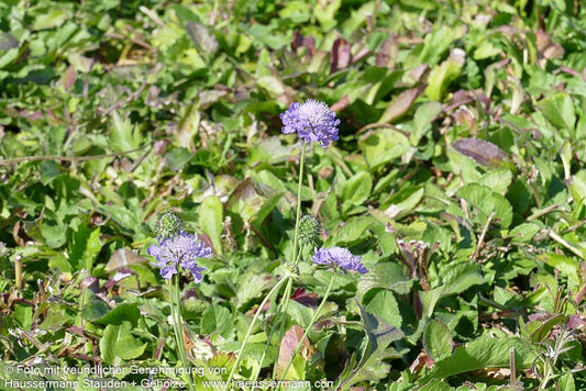 Tauben-Skabiose 'Nana' (Scabiosa columbaria)