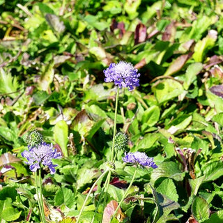 Tauben-Skabiose 'Nana' (Scabiosa columbaria)