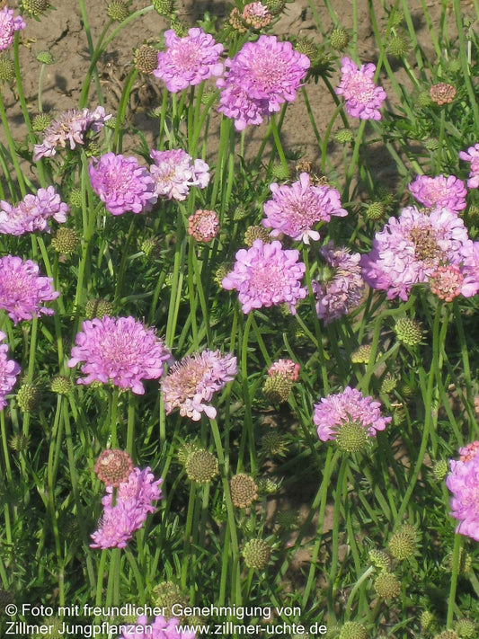 Tauben-Skabiose 'Pink Mist' (Scabiosa columbaria)