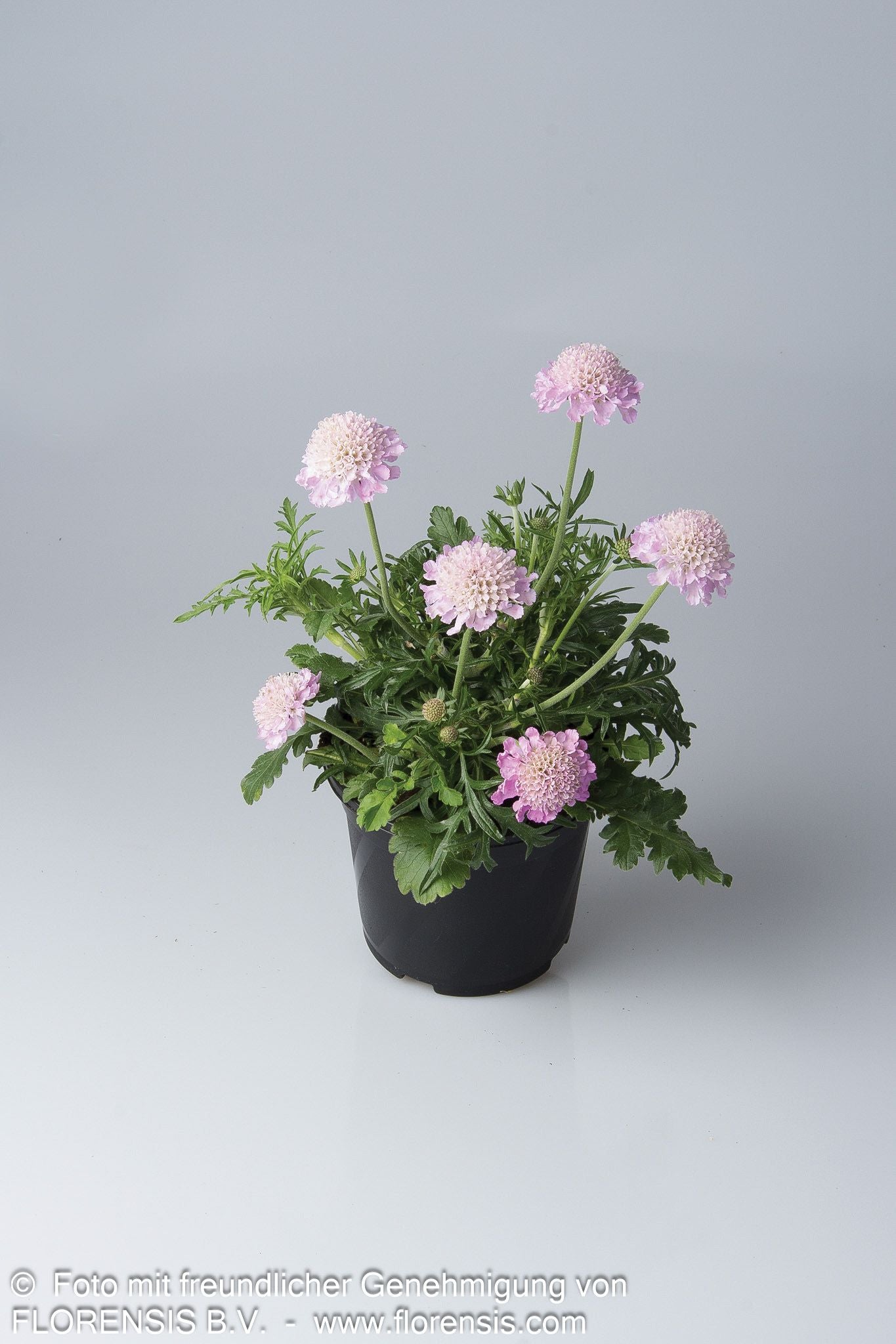 Tauben-Skabiose 'Pink Mist' (Scabiosa columbaria)