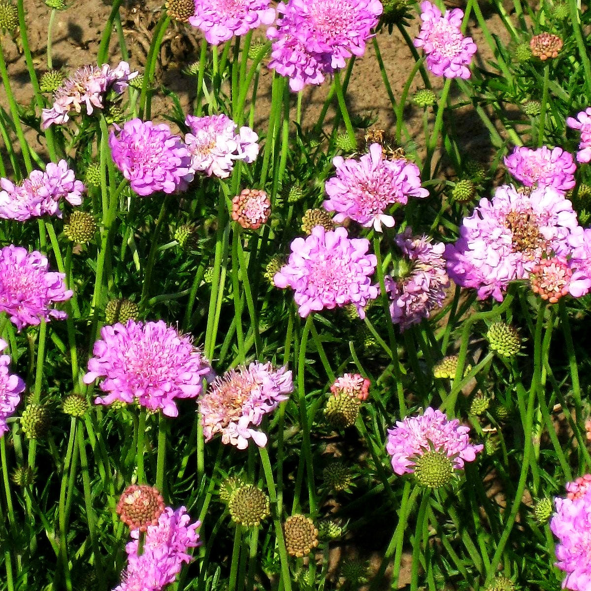 Tauben-Skabiose 'Pink Mist' (Scabiosa columbaria)