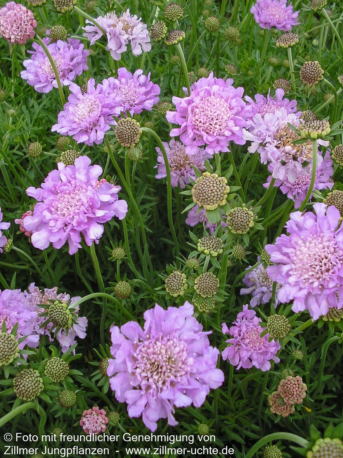 Tauben-Skabiose 'Pink Mist' (Scabiosa columbaria)
