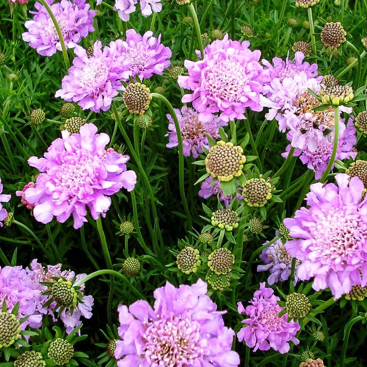 Tauben-Skabiose 'Pink Mist' (Scabiosa columbaria)