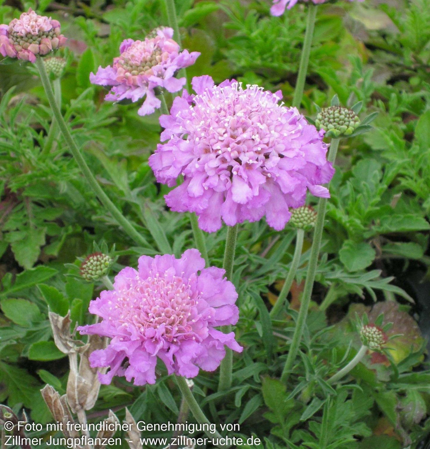 Tauben-Skabiose 'Pink Mist' (Scabiosa columbaria)