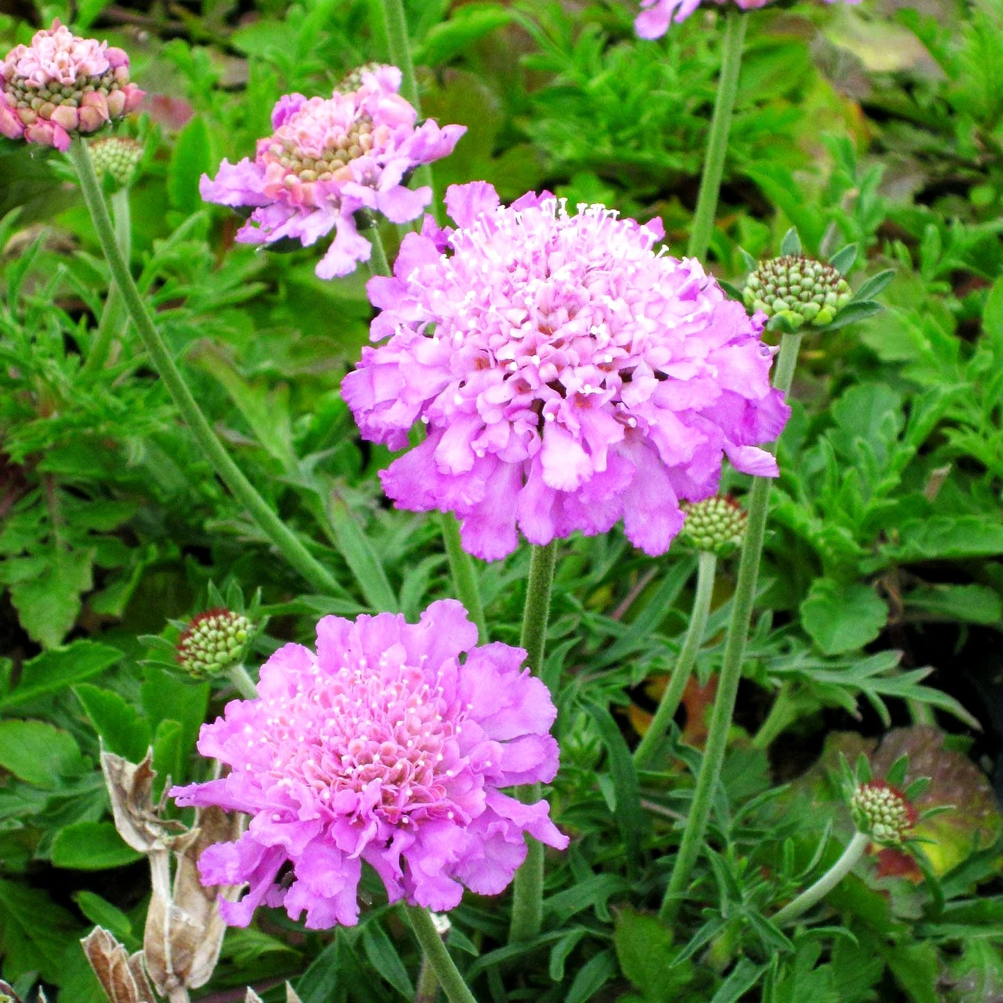 Tauben-Skabiose 'Pink Mist' (Scabiosa columbaria)