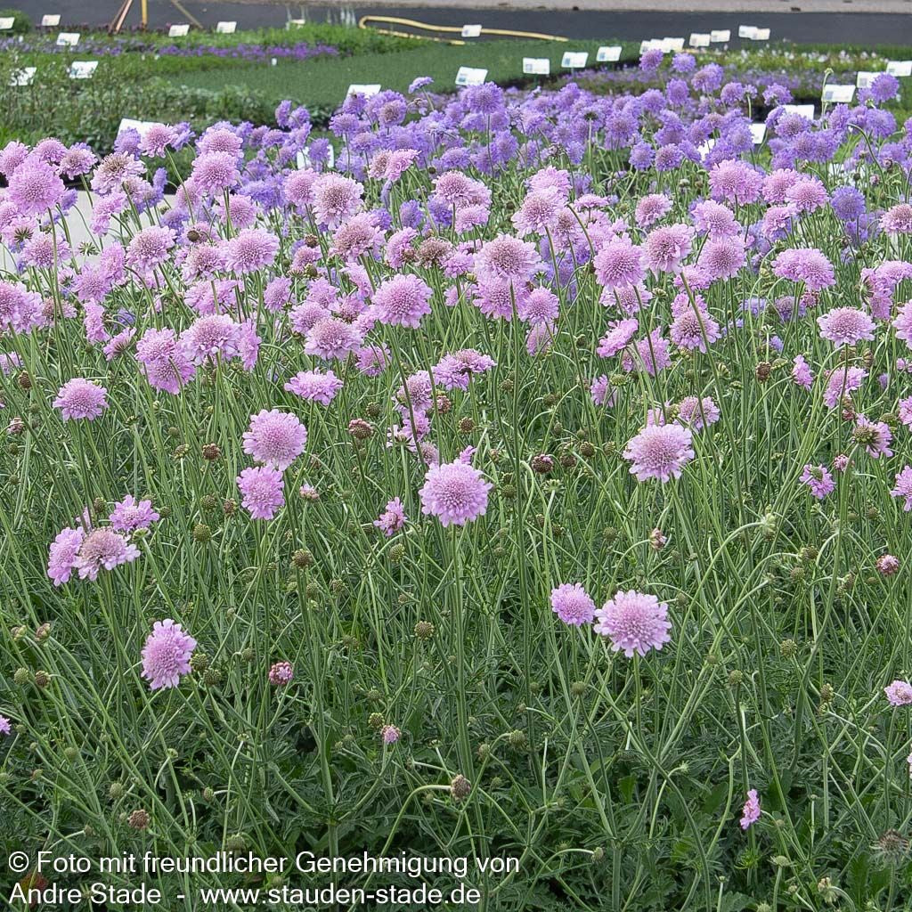 Tauben-Skabiose 'Pink Mist' (Scabiosa columbaria)