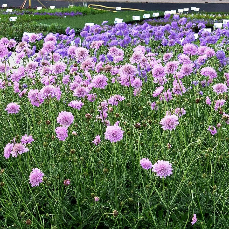 Tauben-Skabiose 'Pink Mist' (Scabiosa columbaria)