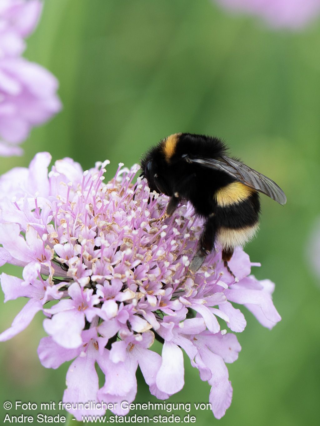 Tauben-Skabiose 'Pink Mist' (Scabiosa columbaria)