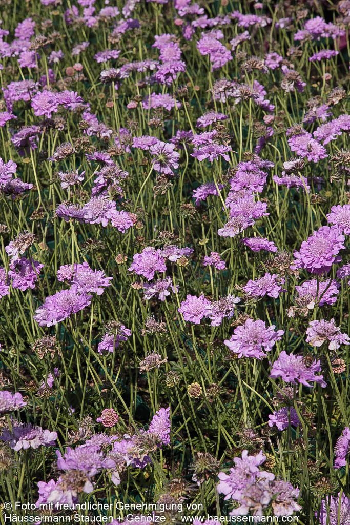 Tauben-Skabiose 'Pink Mist' (Scabiosa columbaria)