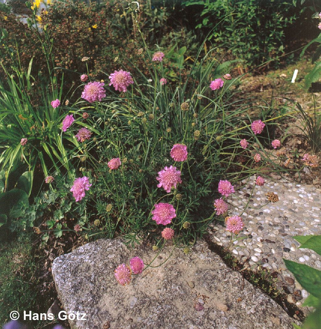 Tauben-Skabiose 'Pink Mist' (Scabiosa columbaria)