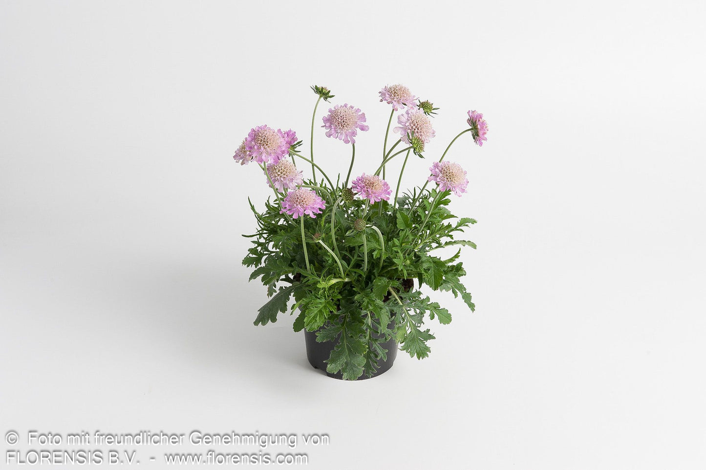 Tauben-Skabiose 'Pink Mist' (Scabiosa columbaria)