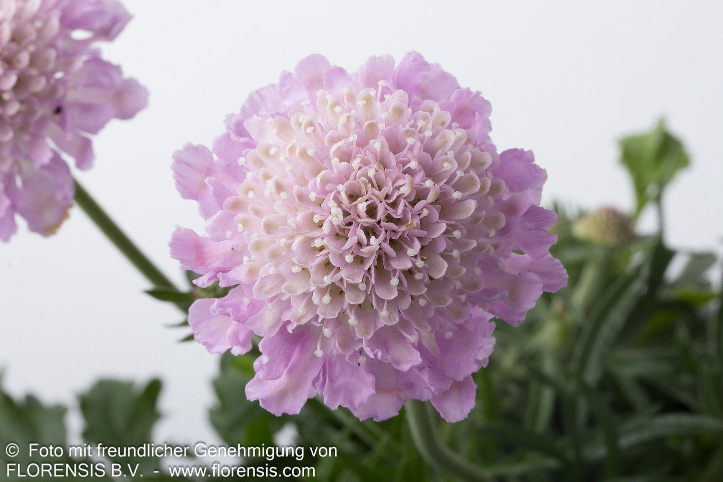 Tauben-Skabiose 'Pink Mist' (Scabiosa columbaria)