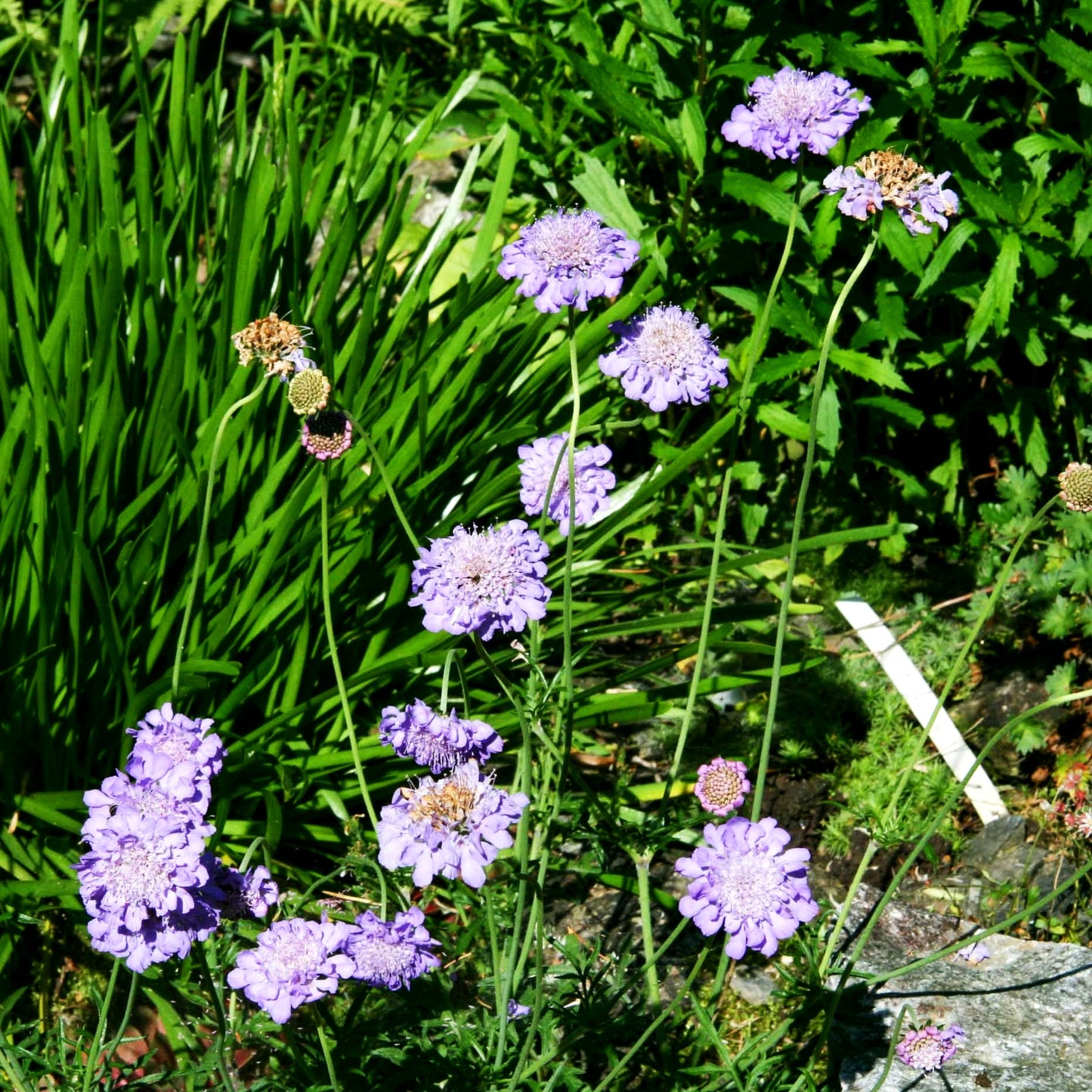 Tauben-Skabiose (Scabiosa columbaria)