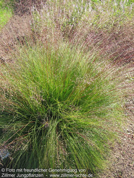 Tautropfengras 'Cloud' (Sporobolus heterolepis)