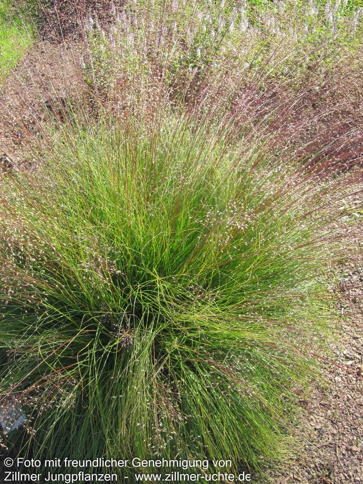 Tautropfengras 'Cloud' (Sporobolus heterolepis)