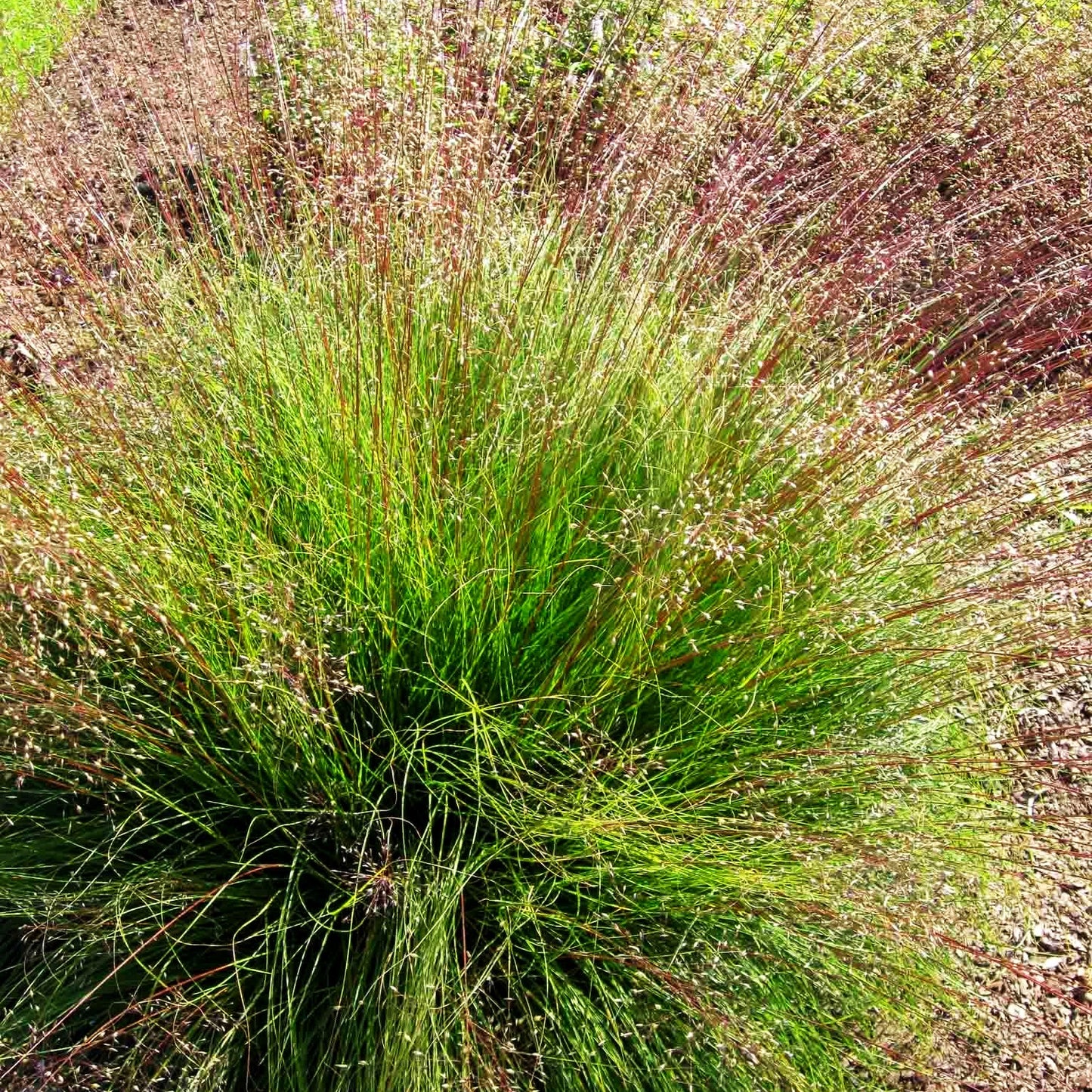 Tautropfengras 'Cloud' (Sporobolus heterolepis)