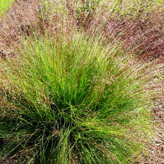 Tautropfengras 'Cloud' (Sporobolus heterolepis)