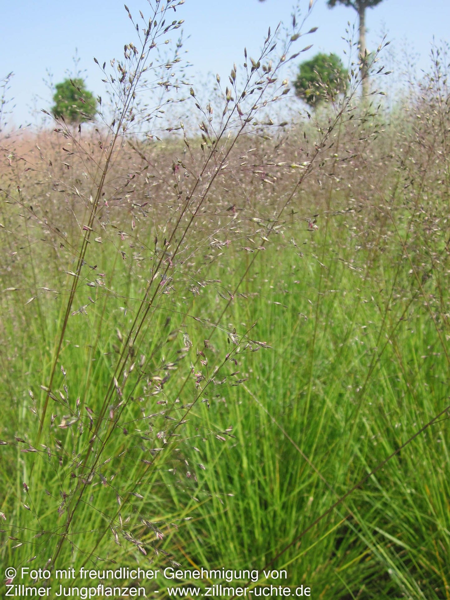 Tautropfengras 'Cloud' (Sporobolus heterolepis)