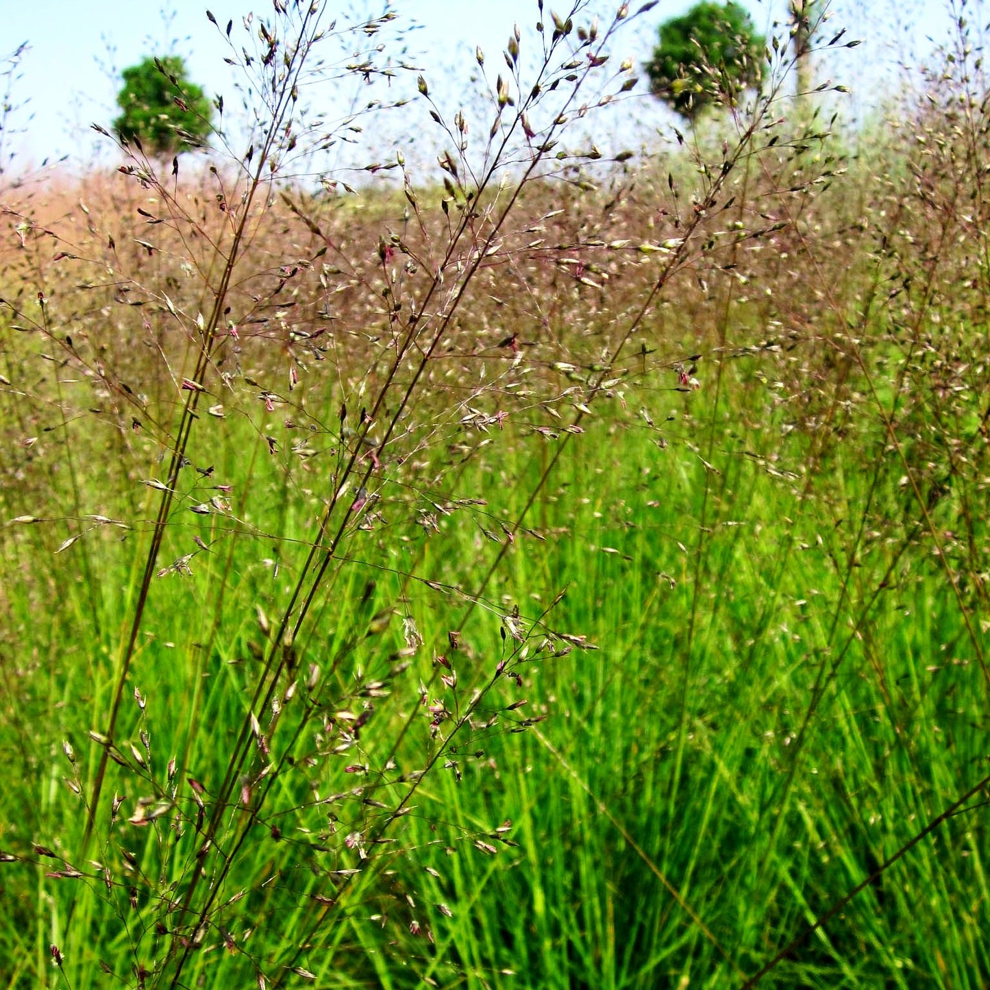 Tautropfengras 'Cloud' (Sporobolus heterolepis)