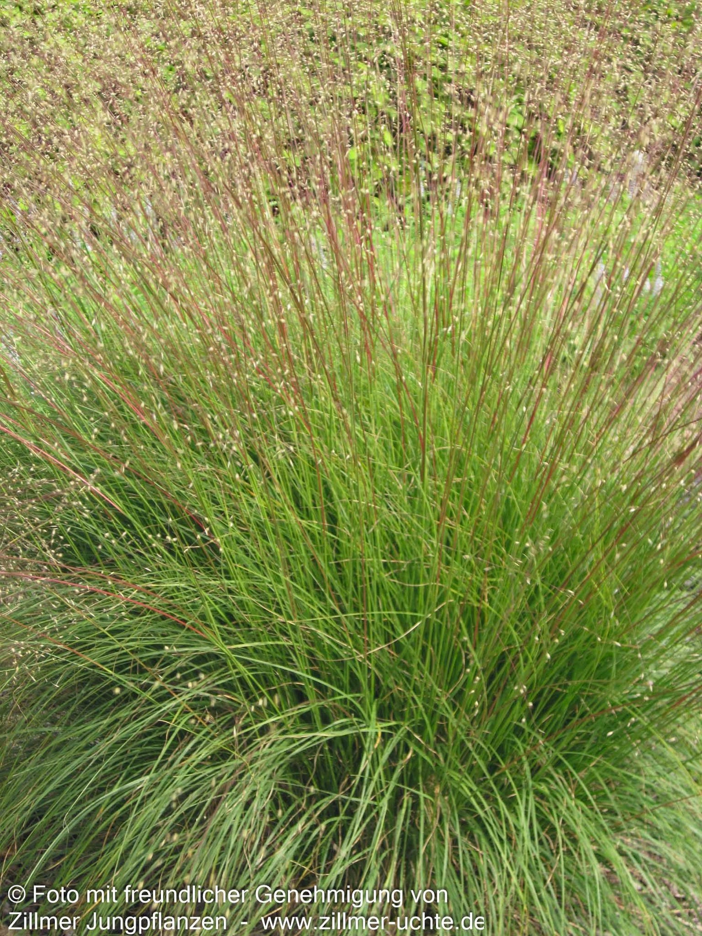 Tautropfengras 'Cloud' (Sporobolus heterolepis)