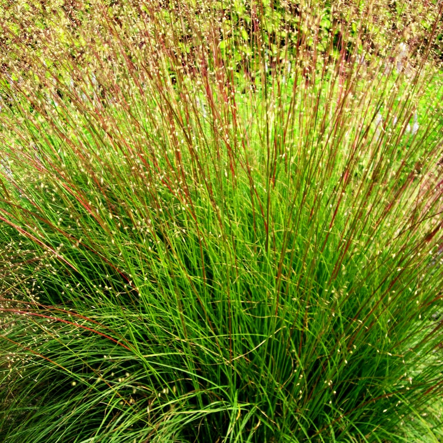 Tautropfengras 'Cloud' (Sporobolus heterolepis)