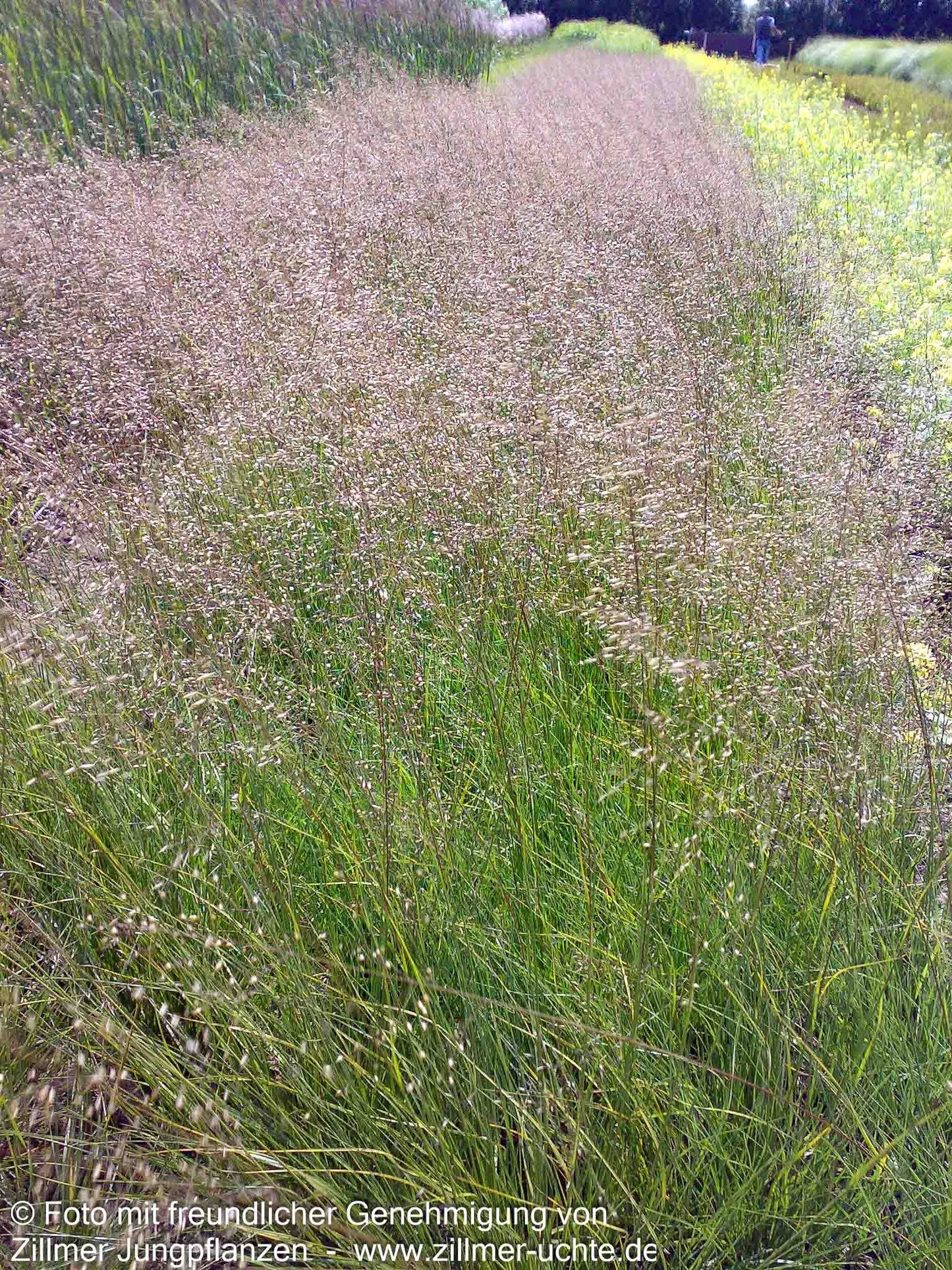 Tautropfengras 'Cloud' (Sporobolus heterolepis)