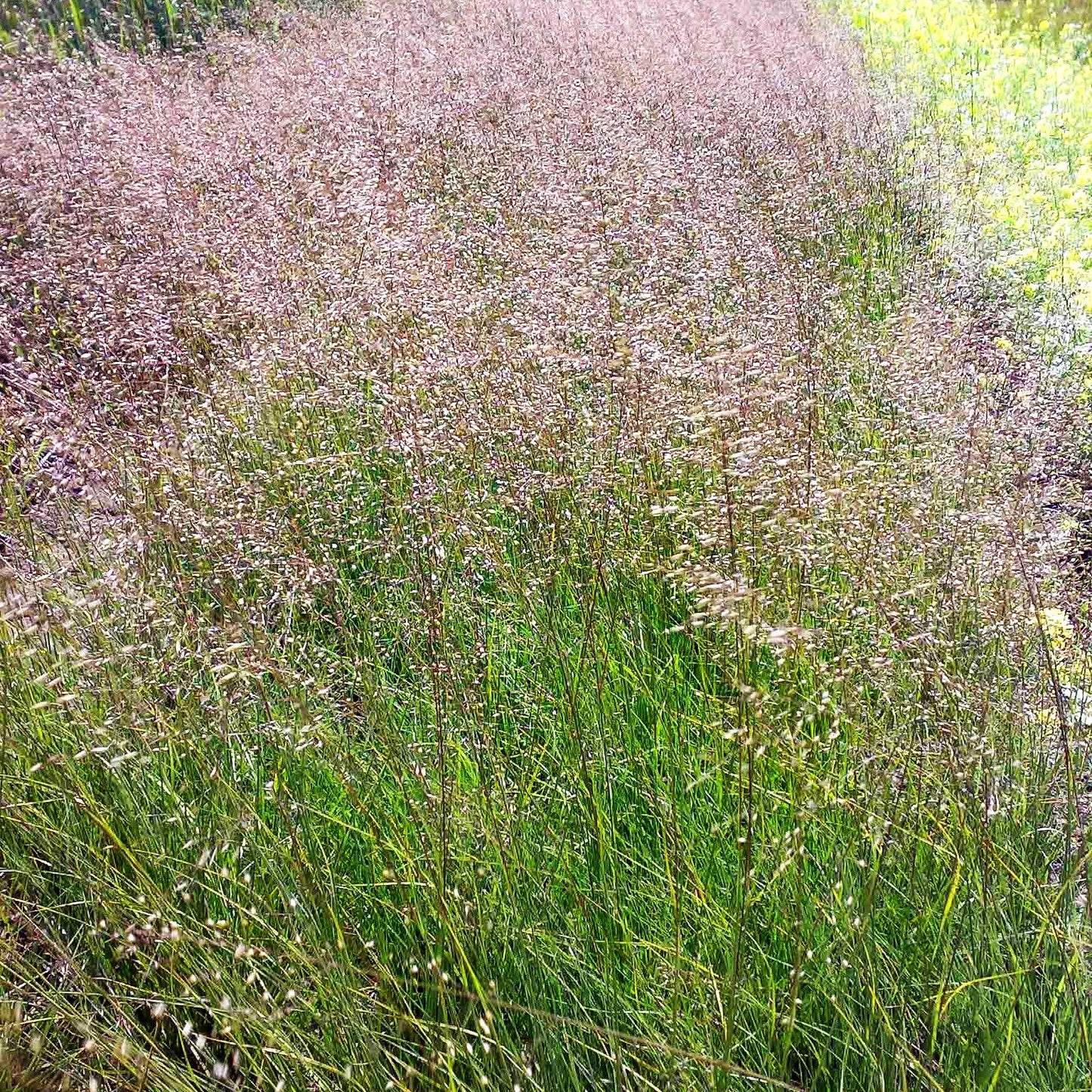 Tautropfengras 'Cloud' (Sporobolus heterolepis)