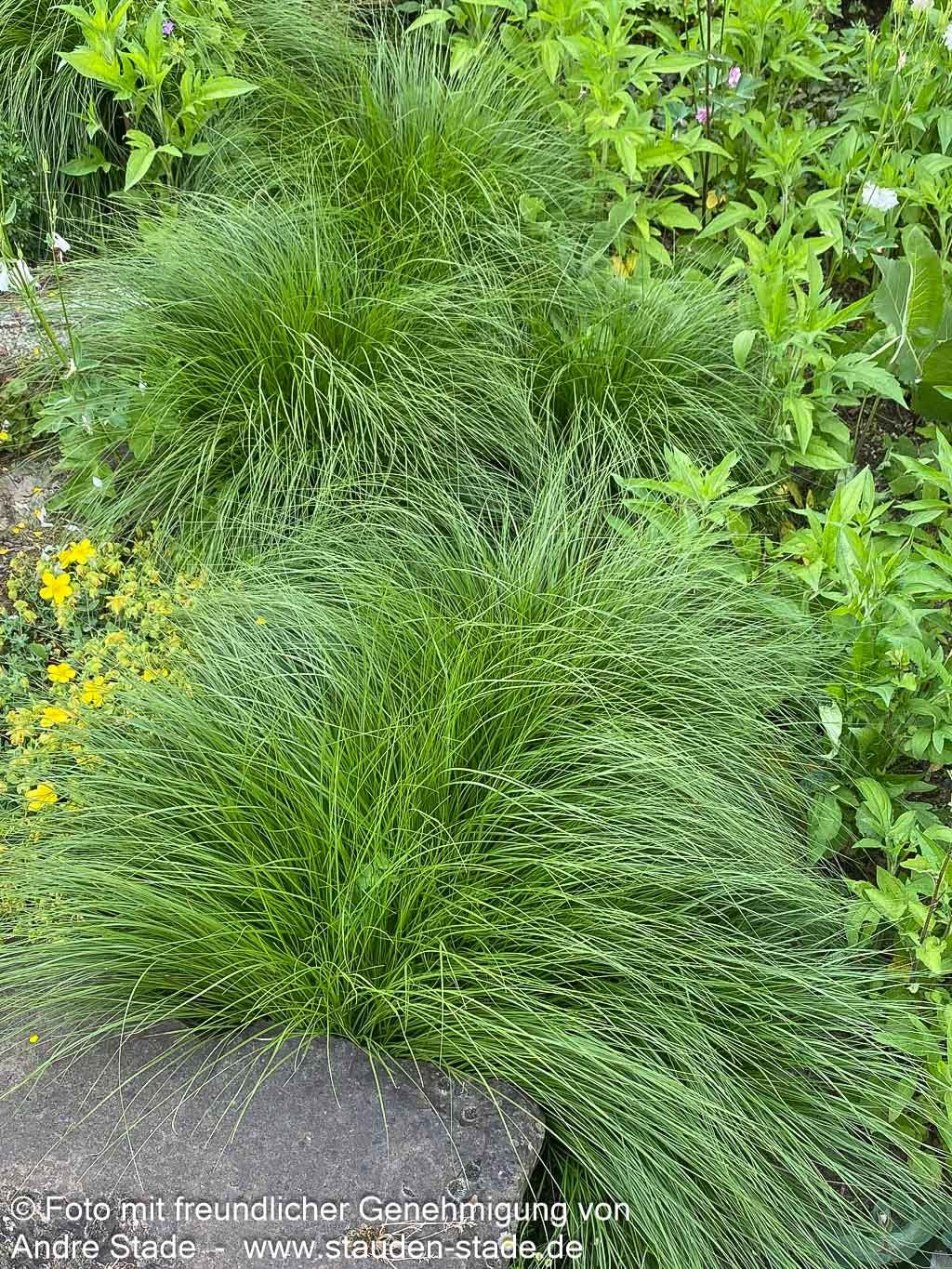 Tautropfengras 'Cloud' (Sporobolus heterolepis)