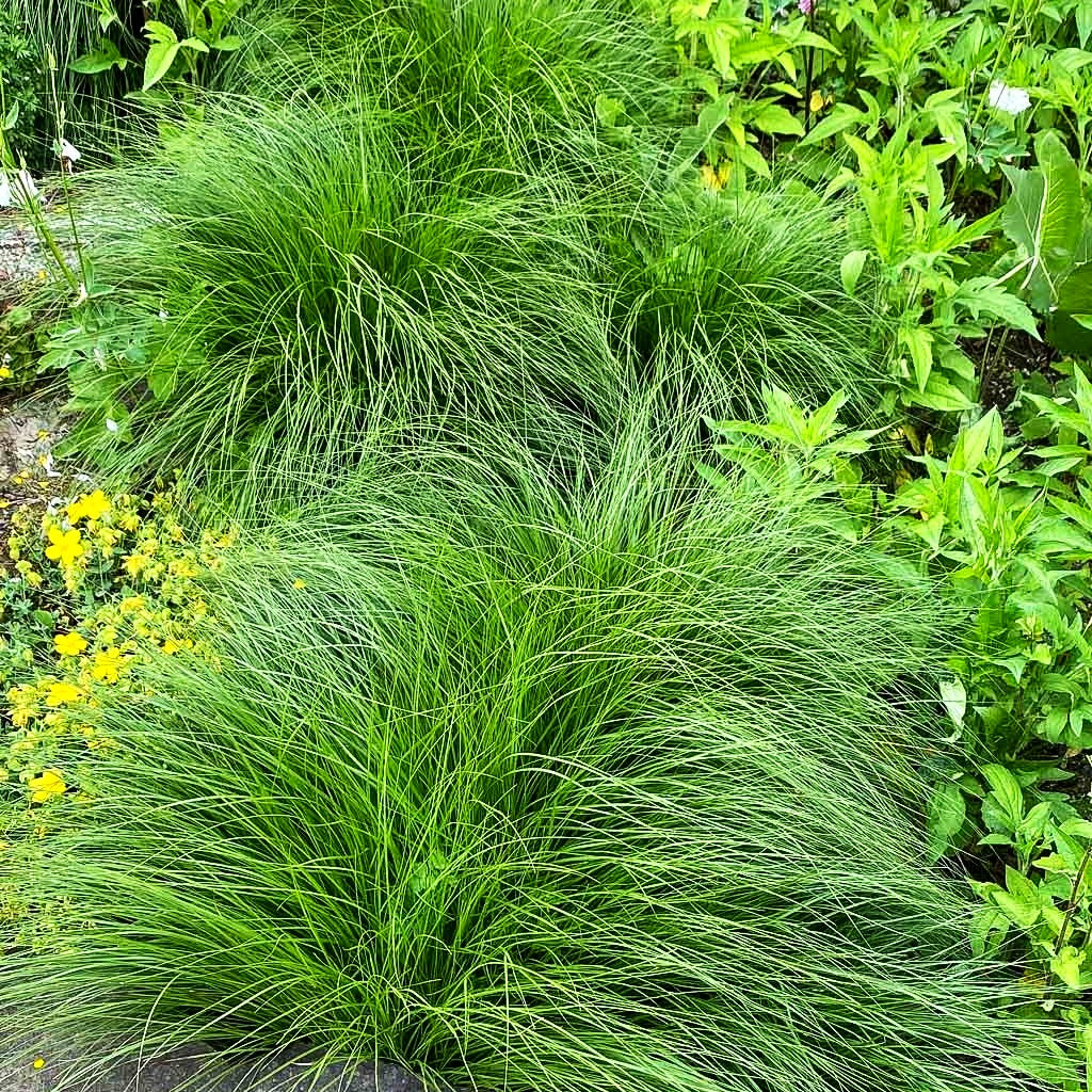 Tautropfengras 'Cloud' (Sporobolus heterolepis)