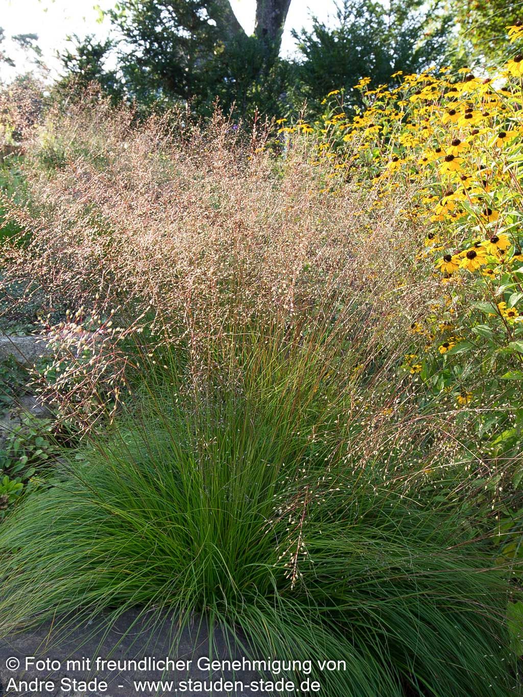 Tautropfengras 'Cloud' (Sporobolus heterolepis)