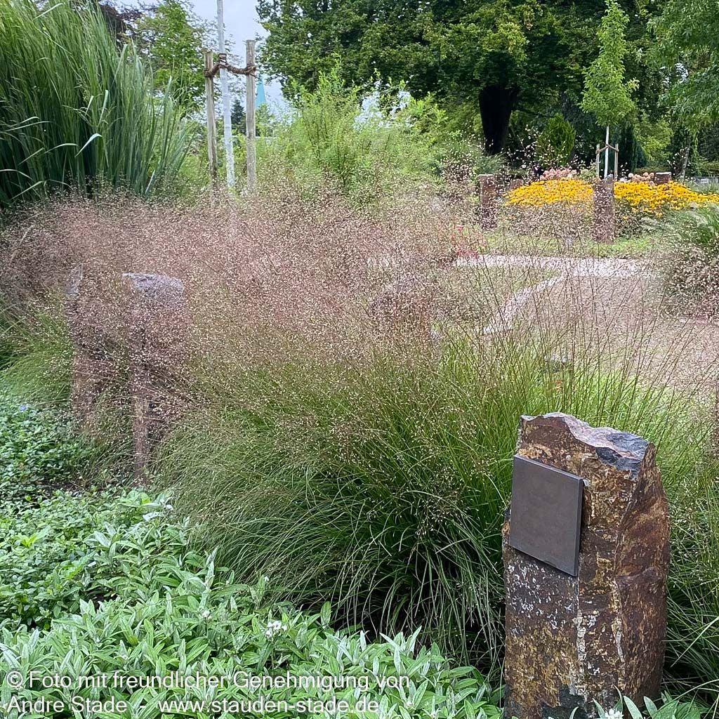 Tautropfengras 'Cloud' (Sporobolus heterolepis)