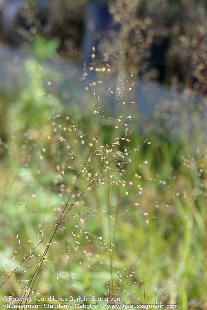 Tautropfengras 'Cloud' (Sporobolus heterolepis)