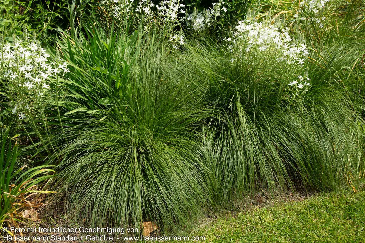 Tautropfengras 'Cloud' (Sporobolus heterolepis)