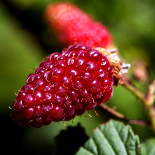 Tayberry 'Tayberry Medana' (Rubus x cult.)