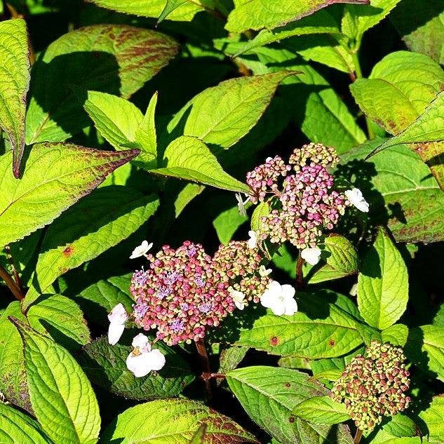 Tee-Hortensie 'Oamacha' (Hydrangea serrata)