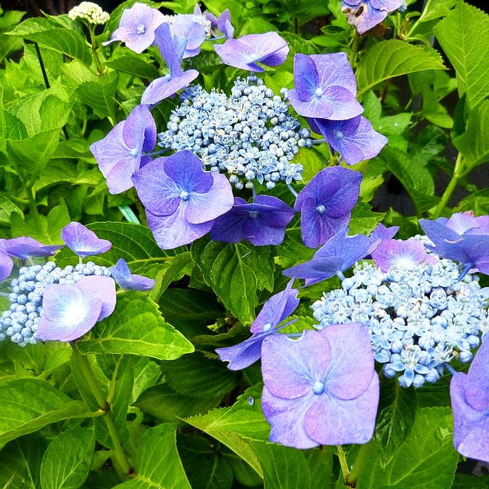Teller-Hortensie 'Blaumeise' (Hydrangea macrophylla)